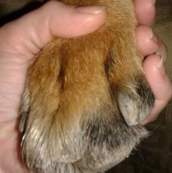 Diagnostica Veterinaria, Benevento orari di apertura