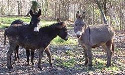 Non solo Cicciole, Faedis orari di apertura