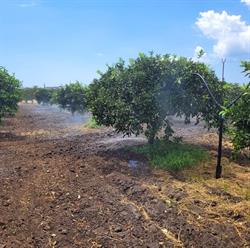 Sciavuru di Sicilia, Feltre orari di apertura