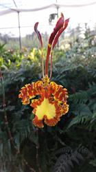 Azienda Agricola Sei Cime d'Oro Orchidee, Cernusco sul Naviglio orari di apertura