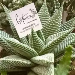 Botanica laboratorio floreale Perugia, Ponte San Giovanni - Orari di apertura
