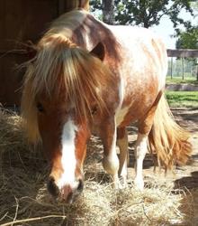 Maneggio Tussetto Horse Club, Cavallino-Treporti orari di apertura