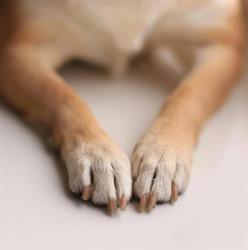 Ambulatorio Veterinario Dott.ssa Maria Antonietta Galiano, Vetralla orari di apertura