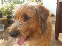 Ambulatorio Veterinario Pineto Roma, orari di apertura