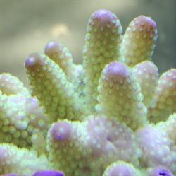 Coralbay Acquario, Roma orari di apertura