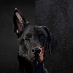 Allevamento Dobermann e Pastori Tedeschi, Di Casa Pucci, Massarosa orari di apertura