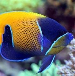 Reef Acquari, Mozzo orari di apertura