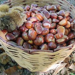 Azienda Agricola Apostoli - Punto Vendita Aziendale, Ascoli Piceno orari di apertura