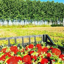 Az Agr. Barberis Rosanna, Sanfrè orari di apertura