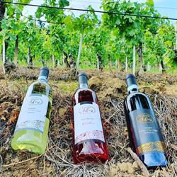Azienda Vitivinicola Cavarero Domenico di Cavarero Marco, Bastia Mondovì orari di apertura
