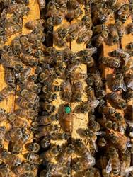Apicoltura La Libellula di Maniezzo Davide, Castelguglielmo orari di apertura
