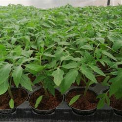 Orto-garden, Terni orari di apertura