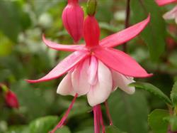 Fucsia Chiosco Fiori, Torino orari di apertura