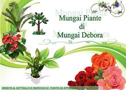 Mungai Piante di Mungai Debora, Pistoia orari di apertura