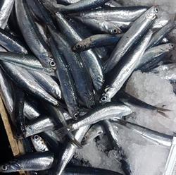 Pescheria Linea Azzurra Savona, orari di apertura