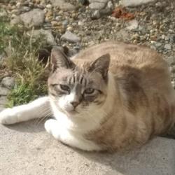 Ambulatorio Veterinario Stella, Rivalta di Torino orari di apertura