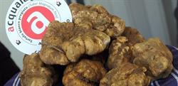 Museo del Tartufo di Acqualagna, orari di apertura