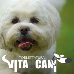 Vita Da Cani Toelettatura, Cerea orari di apertura