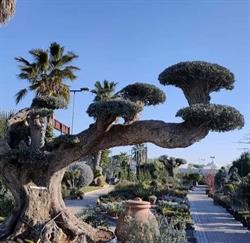 Vivaio Botanika Infernetto, Roma orari di apertura