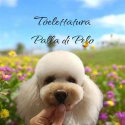 Palla di Pelo Toelettatura di Chiara Marchi, Castiglione del Lago orari di apertura