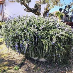 B&B Villa Leandra, Città Sant'Angelo orari di apertura