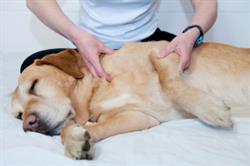 Ambulatorio Medico Veterinario'Isola Sacra'Dir. San Dott.ssa Elena Barone, Fiumicino orari di apertura