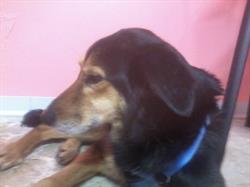 Ambulatorio Veterinario Dott.ssa Famà Serena, Vidigulfo orari di apertura