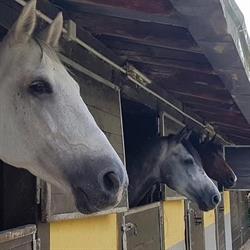 Centro Ippico Cicogna, Bisuschio orari di apertura