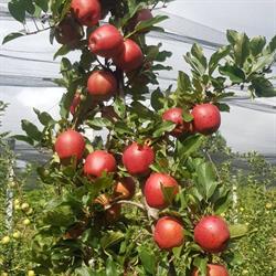 L'Orto di Alby, Valperga orari di apertura