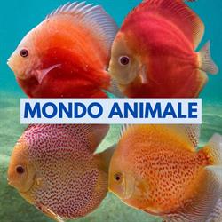 Mondo Animale - Augusta, orari di apertura