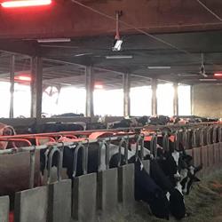 D.A. Impianti Elettrici di Darò Alessandro, Vigone orari di apertura