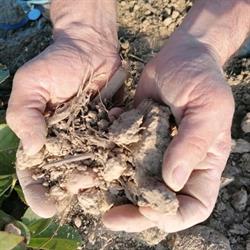 Cascina Torrione, Rivarolo Canavese orari di apertura