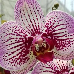 Floricoltura Meroni Fiorentino, Baranzate orari di apertura