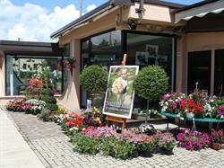I Fiori di Gavi e Stefi, Cesena orari di apertura