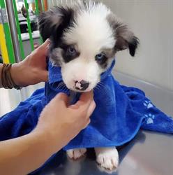 Toelettatura e Negozio per Animali Black Sheep Milano, orari di apertura