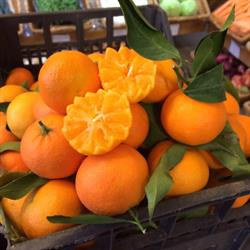 Ortofrutta SANTA LUCIA, Silea orari di apertura