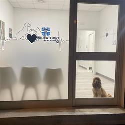 Ambulatorio Veterinario Dott. Francesco Perruzza, Sora orari di apertura