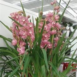 Croesi Orchidee, Camporosso orari di apertura