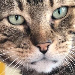 Ambulatorio Veterinario Dott.ssa Luisa Capri, Venezia orari di apertura