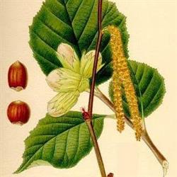 Il Nocciolo, Legnaro orari di apertura