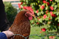 La Gallina, Artogne orari di apertura