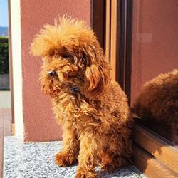 Pensione Cani e Gatti e Allevamento barboncino I Dogue dell'Olona, Vedano Olona orari di apertura