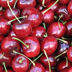 L'ortofrutta di Bilanceri Paola, Rosignano Solvay orari di apertura