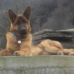 Tobler Allevamento E Pensione Per Cani, Casazza orari di apertura