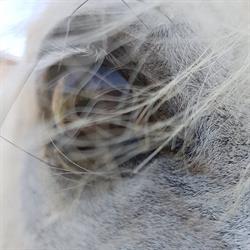 EQUUS Villa Trento, Cervarese Santa Croce orari di apertura