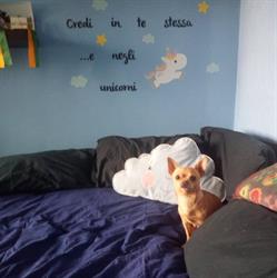 Lo Stregatto - Toelettatura-negozio, Venaria Reale orari di apertura