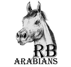 RB Arabians - Pensione Allevamento Cavalli, Montecassiano orari di apertura
