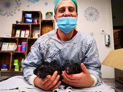 Ambulatorio Veterinario Mattia Rista Gattico-Veruno, Gattico - Orari di apertura