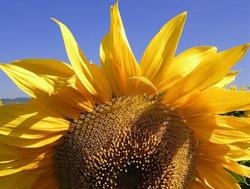 Caffè Girasoli, Lavello orari di apertura