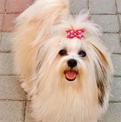 Bichon havanais 'della Bottega Fantastica' - FCI Kennel, Bussolengo orari di apertura
